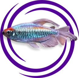 Kongo Tetra (Phenacogrammus interruptus)