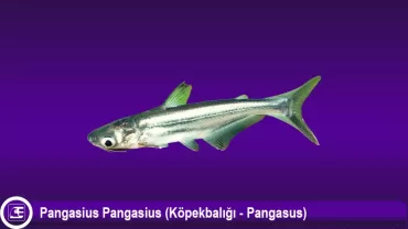 Pangasius Pangasius (Pangasus - Köpekbalığı)