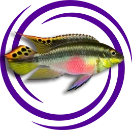 Pelvicachromis pulcher (Kribensis)