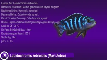 Labidochromis Zebroides (Mavi Zebra)