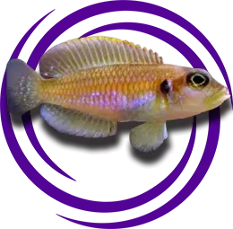 Lamprologus ocellatus (Ocellatus)