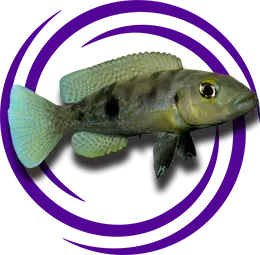 Lepidiolamprologus attenuatus