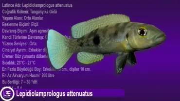 Lepidiolamprologus attenuatus