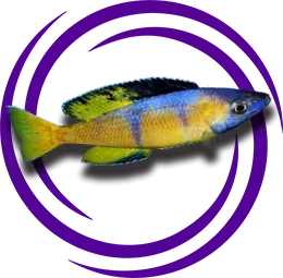 Leptosoma Jumbo(Cyprichromis sp)