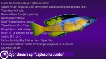 Leptosoma Jumbo(Cyprichromis sp)