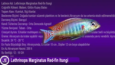 Lethrinops Marginatus Red-fin Itungi