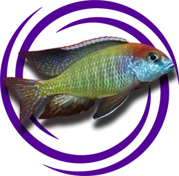 Lethrinops sp. Deep Orange Top (Nkhata Bay)