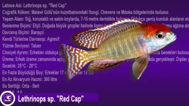 Lethrinops sp. Red Cap