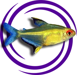 Hyphessobrycon pulchripinnis (Limon Tetra)
