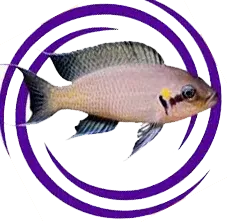 Maskeli brichardi (Chalinochromis Brichardi)