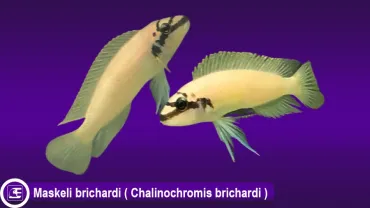 Maskeli brichardi (Chalinochromis Brichardi)
