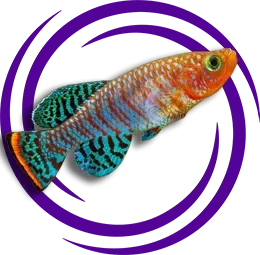 Mavi Yüzgeçli Notho (Nothobranchius rachovii)