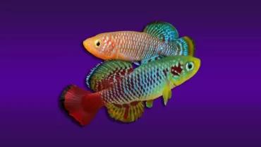 Mavi Yüzgeçli Notho (Nothobranchius rachovii)