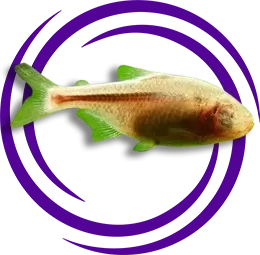 Meksika Tetra (Astyanax mexicanus)