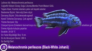 Melanochromis perileucos (Black-White Johanii)