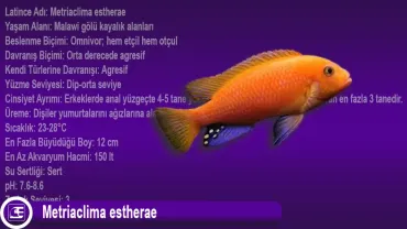 Metriaclima estherae