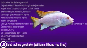 Metriaclima greshakei (William's Mbuna -Ice Blue)