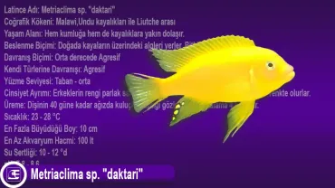 Metriaclima sp. Daktari