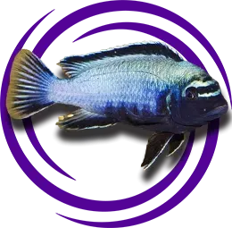 Metriaclima sp. Membe Deep