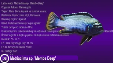 Metriaclima sp. Membe Deep