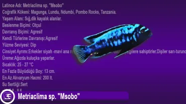 Metriaclima sp. Msobo