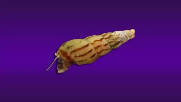 Malezya Trompet Salyangozu (Melanoides tuberculata)