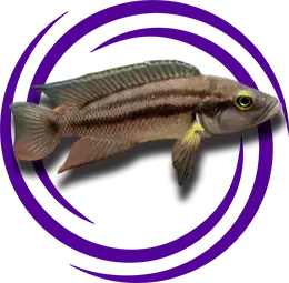 Neolamprologus bifasciatus