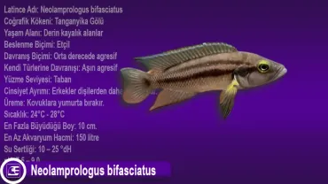 Neolamprologus bifasciatus