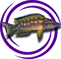 Neolamprologus buescheri