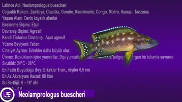 Neolamprologus buescheri