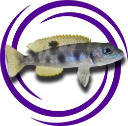 Neolamprologus hecqui (Lepidiolamprologus Hecqui)