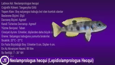 Neolamprologus hecqui (Lepidiolamprologus Hecqui)