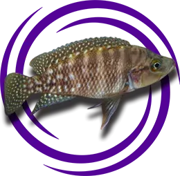 Neolamprologus obscurus