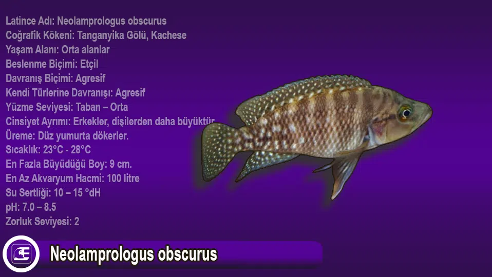 Neolamprologus obscurus
