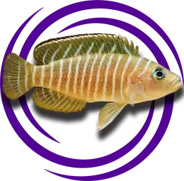 Neolamprologus similis