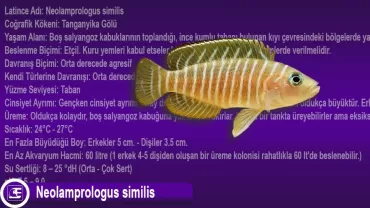 Neolamprologus similis