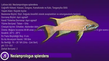 Neolamprologus splendens
