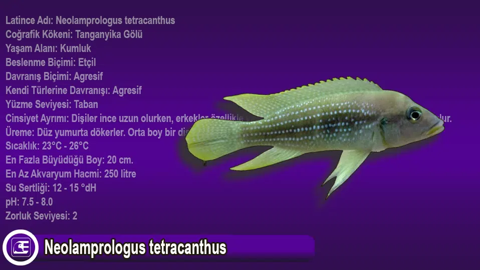 Neolamprologus tetracanthus
