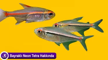 Hyphessobrycon heterorhabdus (Bayraklı Neon Tetra)