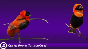 Turuncu Çulha (Orange Weaver)