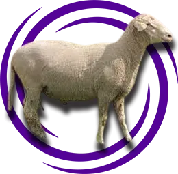 Orta Anadolu Merinosu