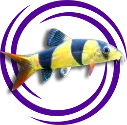 Palyaço Botia (Chromobotia macracanthus)