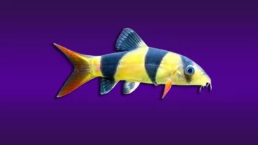 Palyaço Botia (Chromobotia macracanthus)