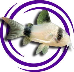 Panda Çöpçü Balığı