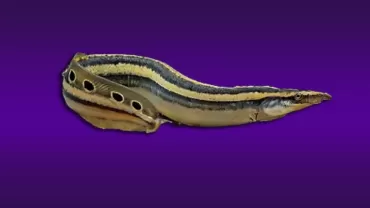 Macrognathus siamensis (Peacock Eel)