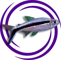 Thayeria boehlkei (Penguen Balığı)