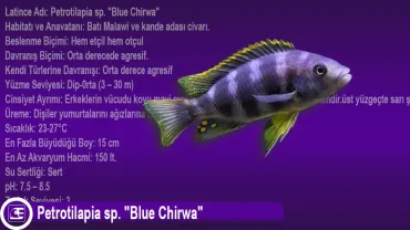 Petrotilapia sp. Blue Chirwa