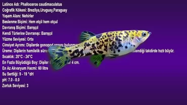 Phalloceros caudimaculatus