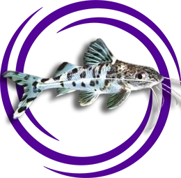 Pimelodus pictus (Pictus Catfish)