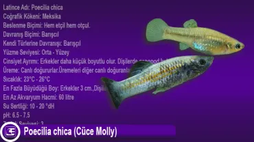 Poecilia chica (Cüce Molly)